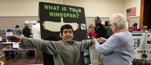 comparing wingspan