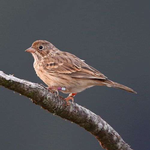 vesper sparrow