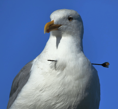 Western Gull with dart piercing neck