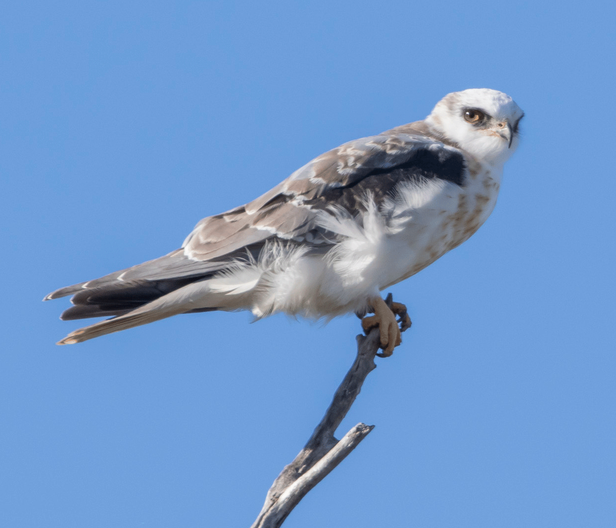 white-tailed kite