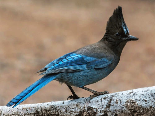 Steller's Jay