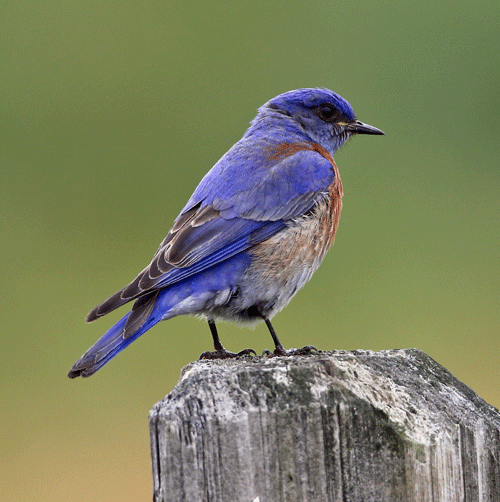 bluebird on post