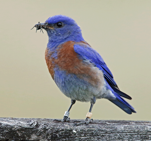 bluebird with bug