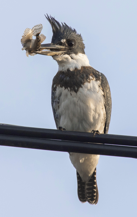 belted kingfisher