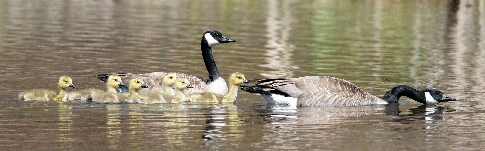 Canada Geese and goslings