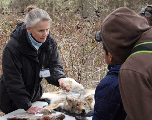 touching pelts