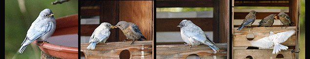 white bluebird