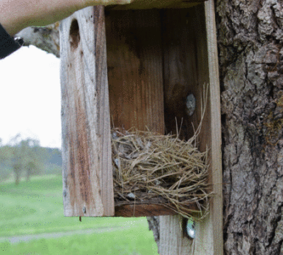 nest box