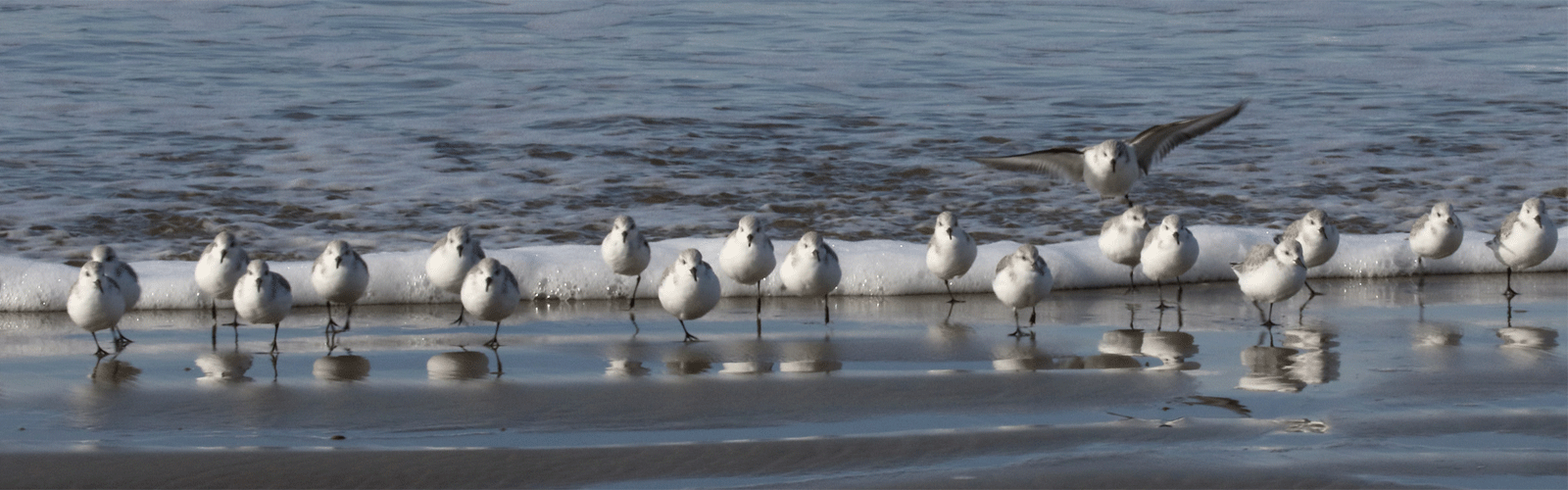 sanderlings