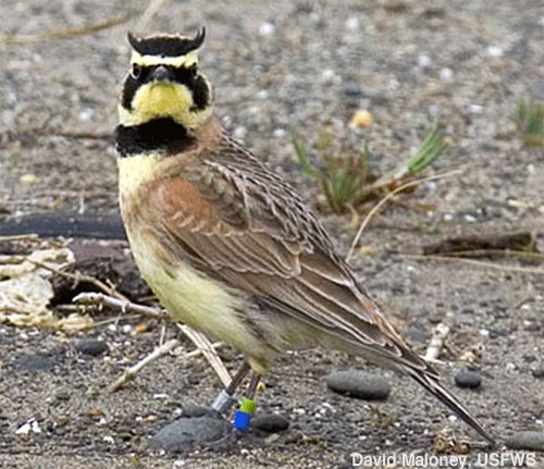 streaked horned lark