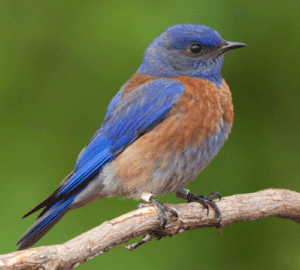 Western Bluebird  Audubon Field Guide