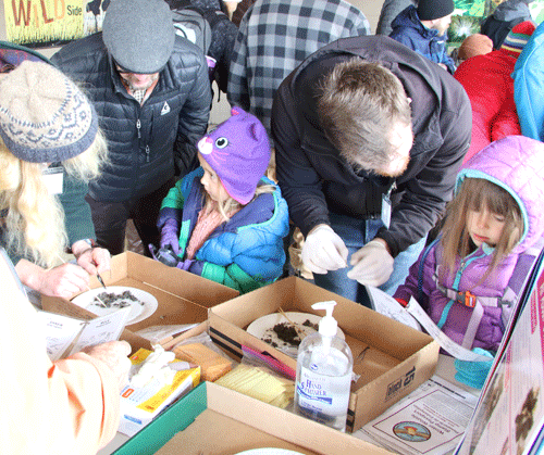 dissecting owl pellets