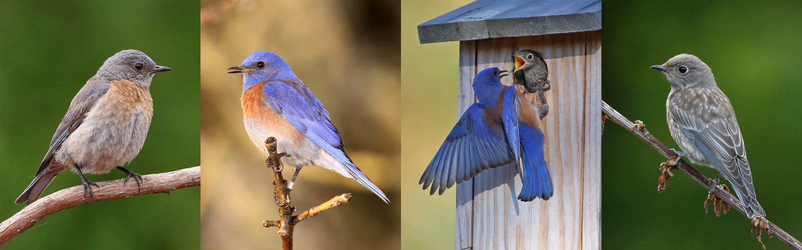 western bluebird