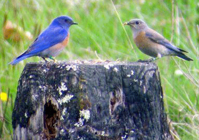 western bluebirds