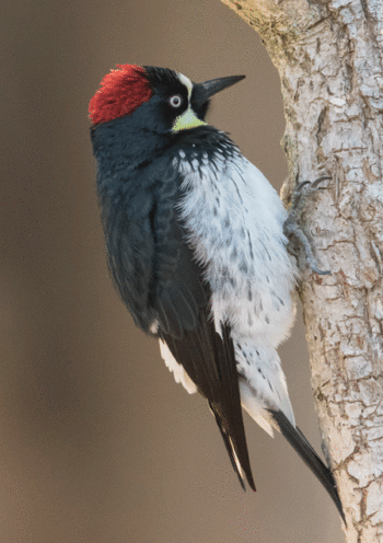 acorn woodpecker