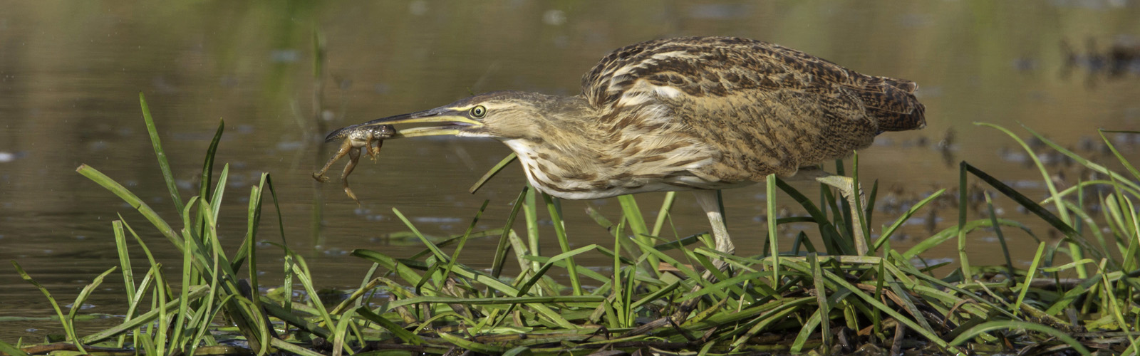 American bittern