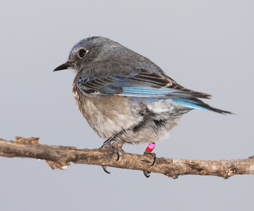 female western bluebird