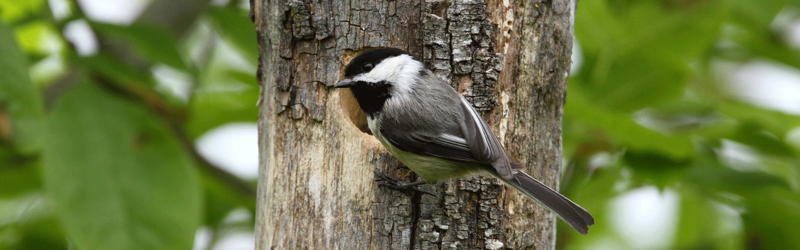 Black-capped chickadee