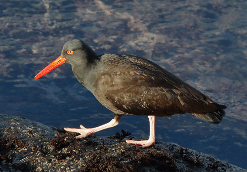 black oystercatcher