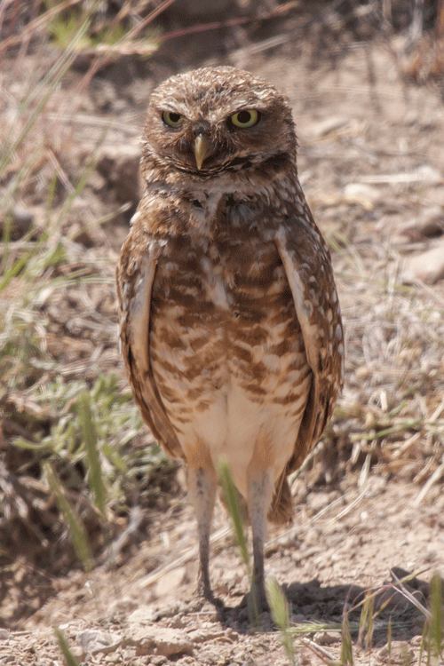 burrowing owl