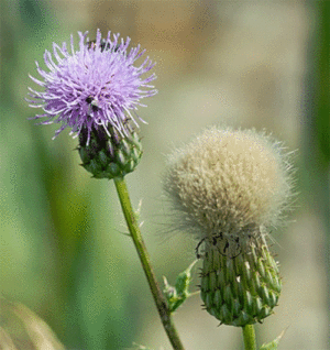 Canada thistle