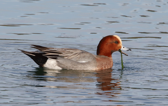 Eurasian wigeon