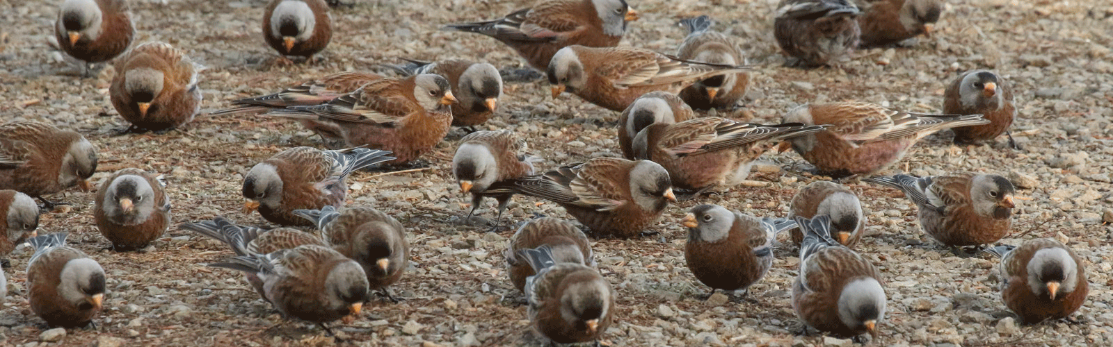 gray-crowned rosy finch