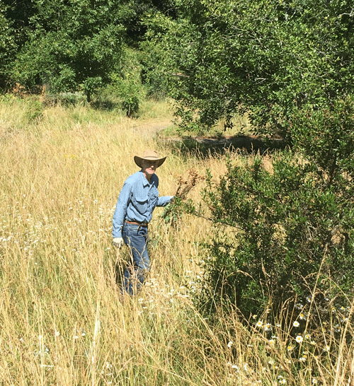 pulling Canada thistle