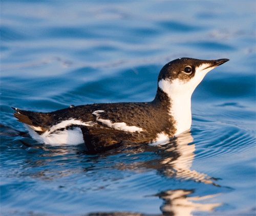 marbled murrelet