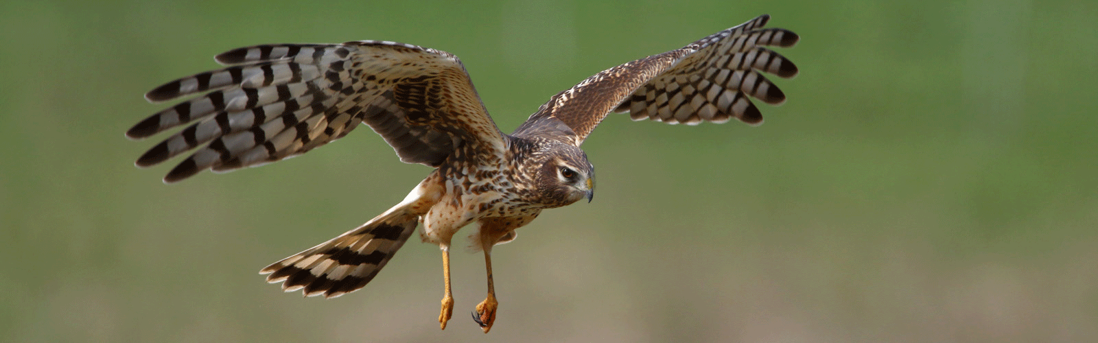 northern harrier