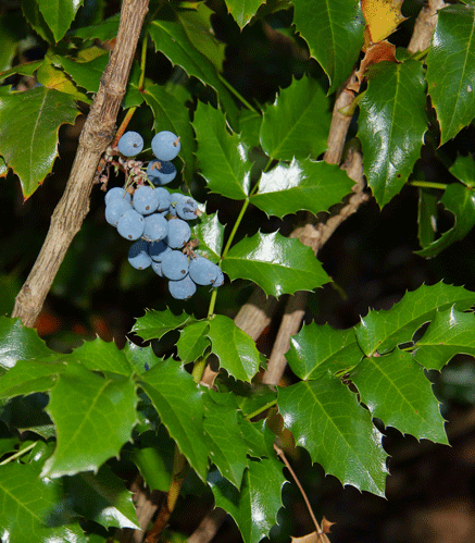 Oregon grape