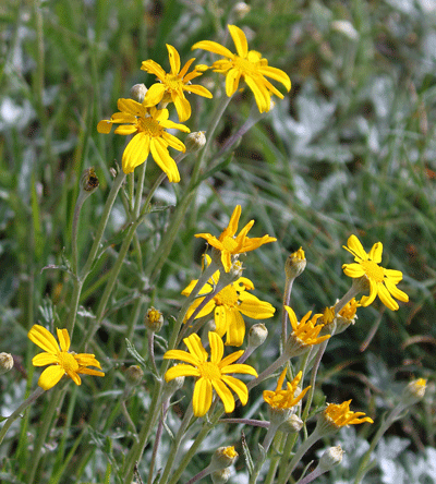 Oregon sunshine wildflower