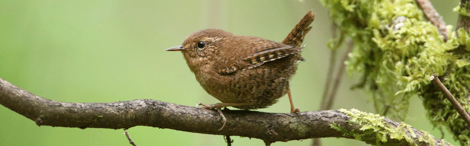 Pacific wren