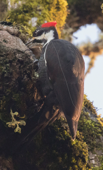 pileated woodpecker