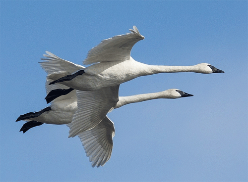 trumpeter swans