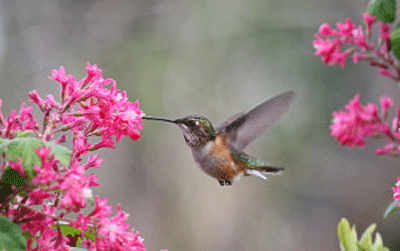 red-flowering currant and rufous hummingbird
