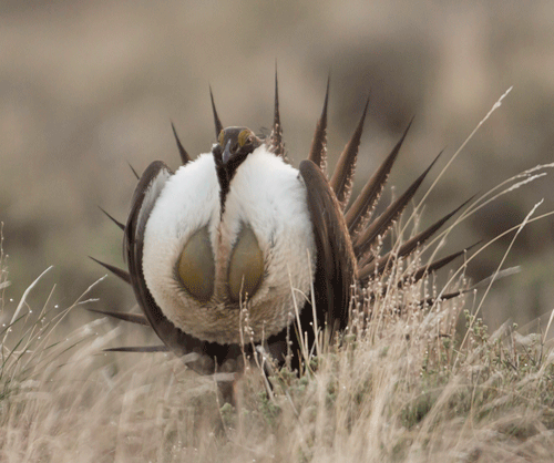 Greater sage-grouse