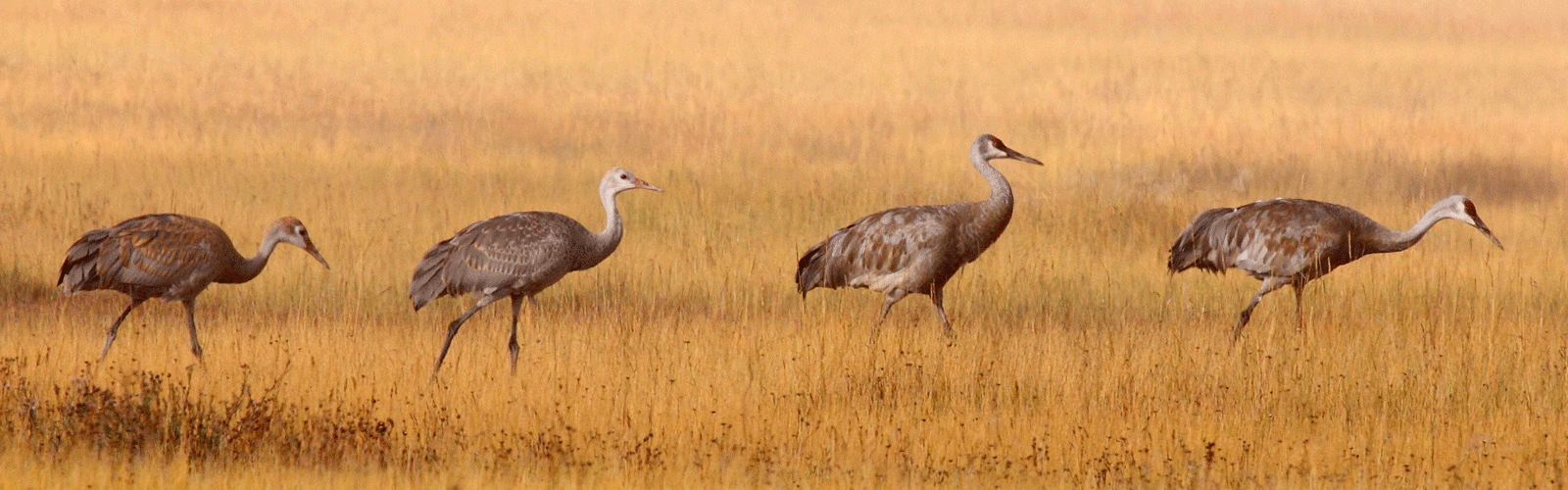 sandhill cranes