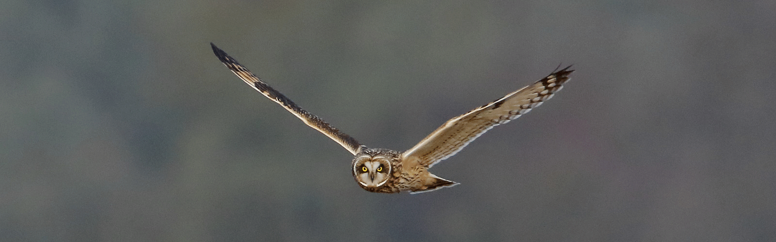 short-earred owl
