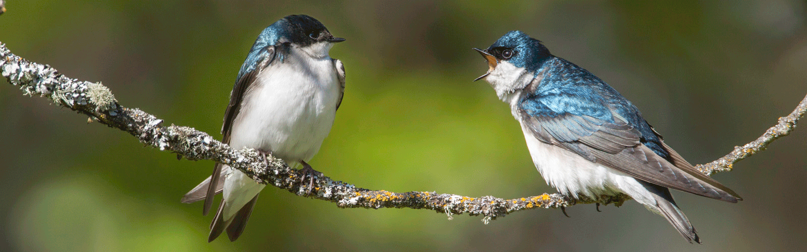 Tree swallows