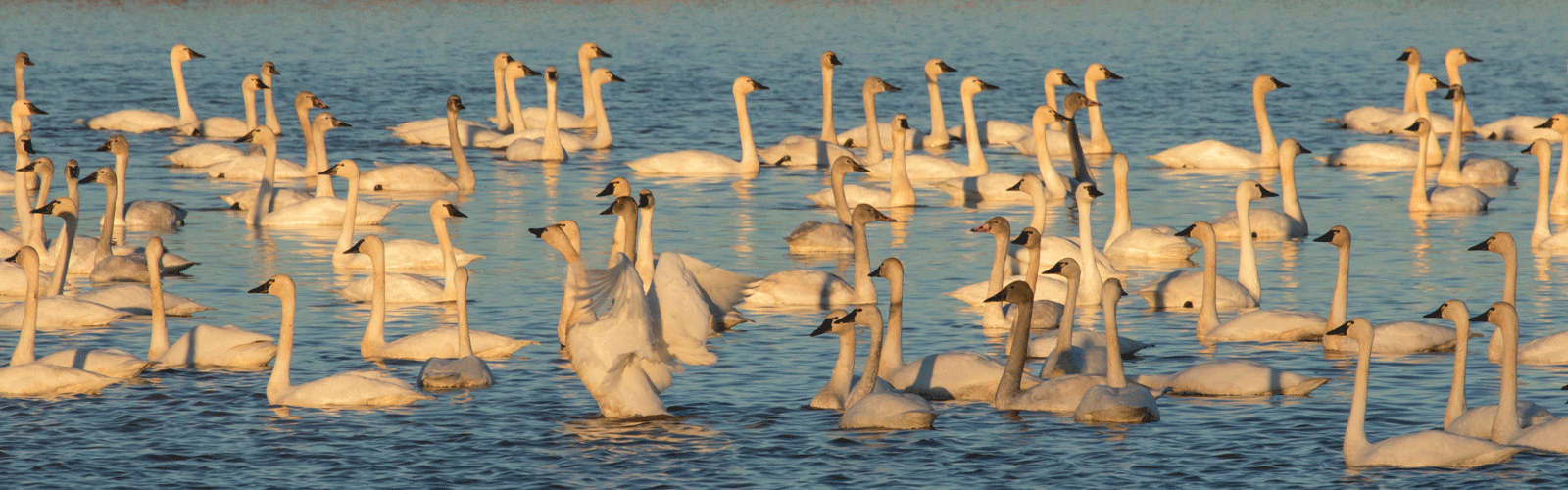 tundra swans