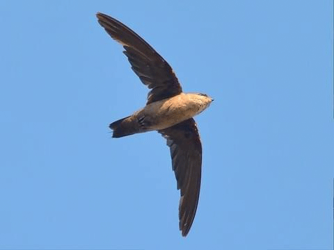 Vaux's swift