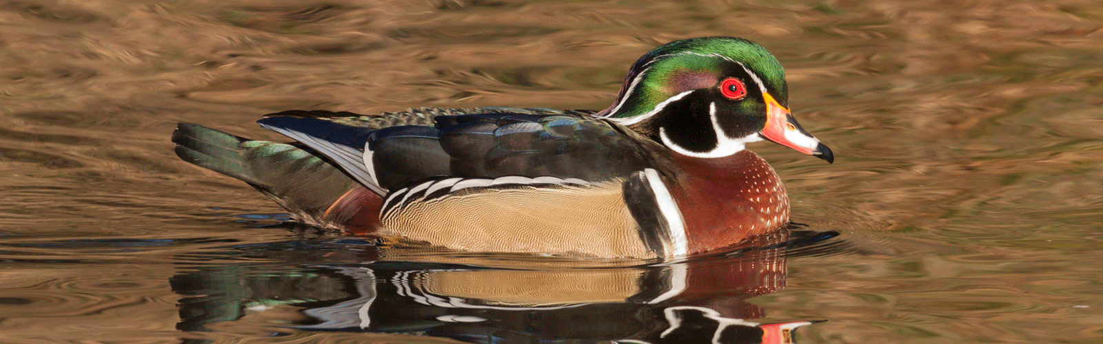 wood duck