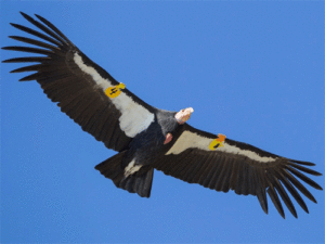 California condor