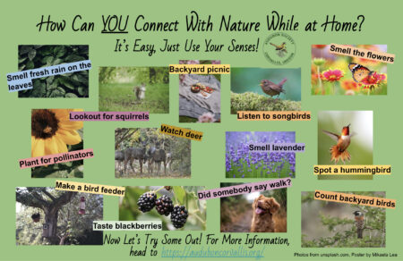 Use your senses to explore nature poster
