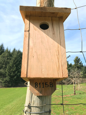 new bluebird nest box