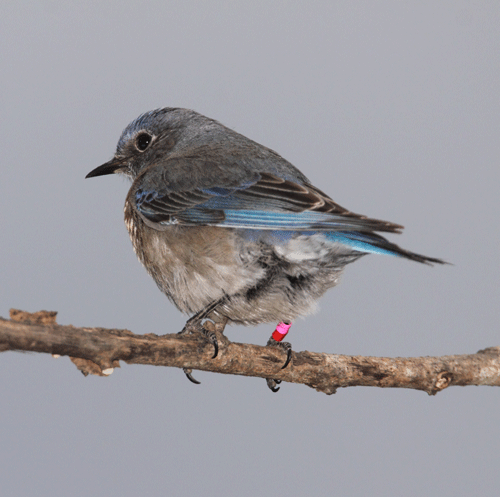 Banded western bluebird