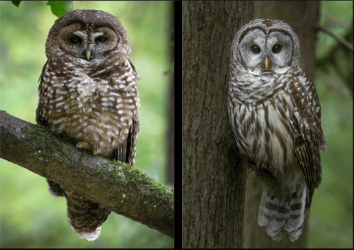 Northern spotted owl (left) and invader Barred owl 