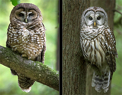 Northern Spotted and Barred Owl