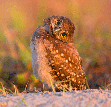 baby Burrowing Owl